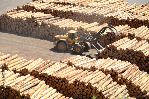 Timber manufacturer in Marlborough area, New Zealand. Indigenous Species grown in New Zealand for the supply of timber include: Red Beech, Silver Beech, Rimu, Tawa.
