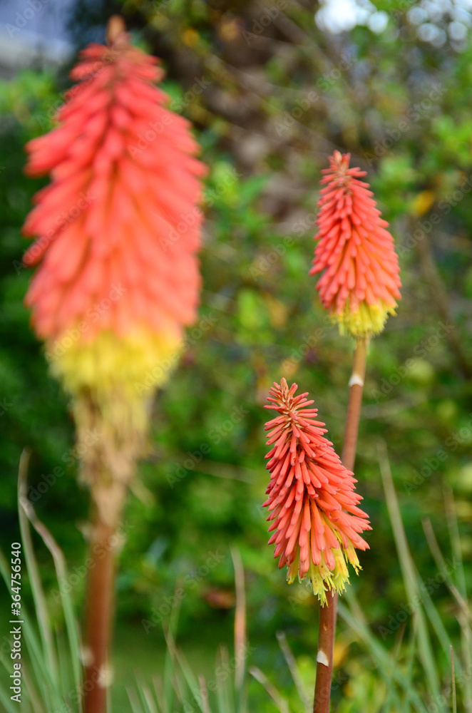 Flowers of Tritoma (Kniphofia Vsp) or Torch Lily Flowers of Tritoma (Kniphofia Vsp) or Torch Lily