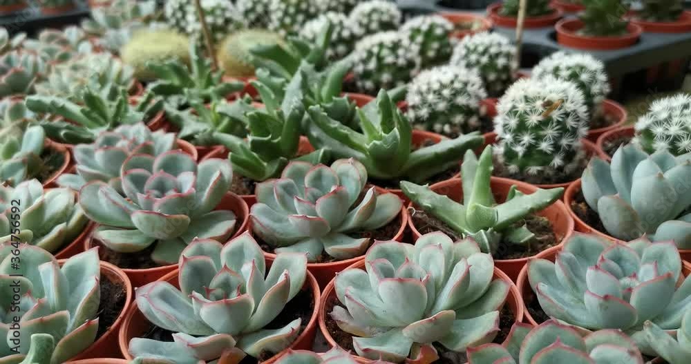 Variety of cactus and succulents or small house plant in plastic flower pot in shop.