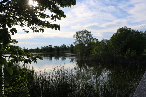 reflection of trees in water