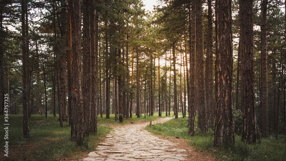 Fototapeta premium Forest path with sunset light coming through trees