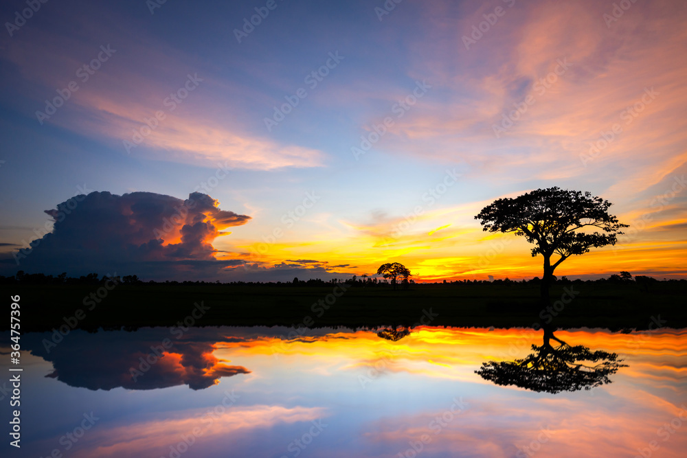 Panorama silhouette tree in africa with sunset.Tree silhouetted against a setting sun reflection on water.Typical african sunset with acacia trees in Masai Mara, Kenya.