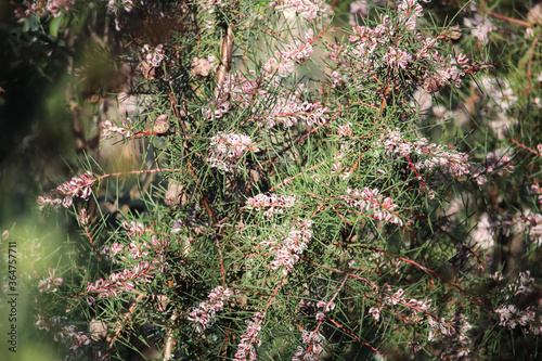 Needlebush (Hakea sericea) in flower, 
South Australia
 photo