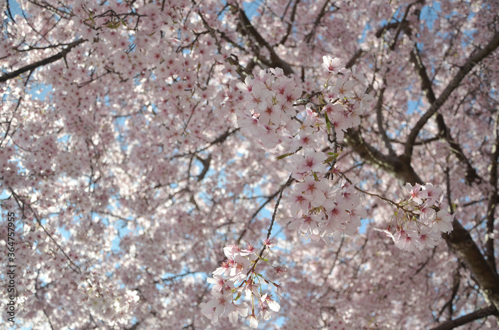 Cherry Blossom on September Spring time at south island of New Zealand Cherry Blossom on September Spring time at south island of New Zealand