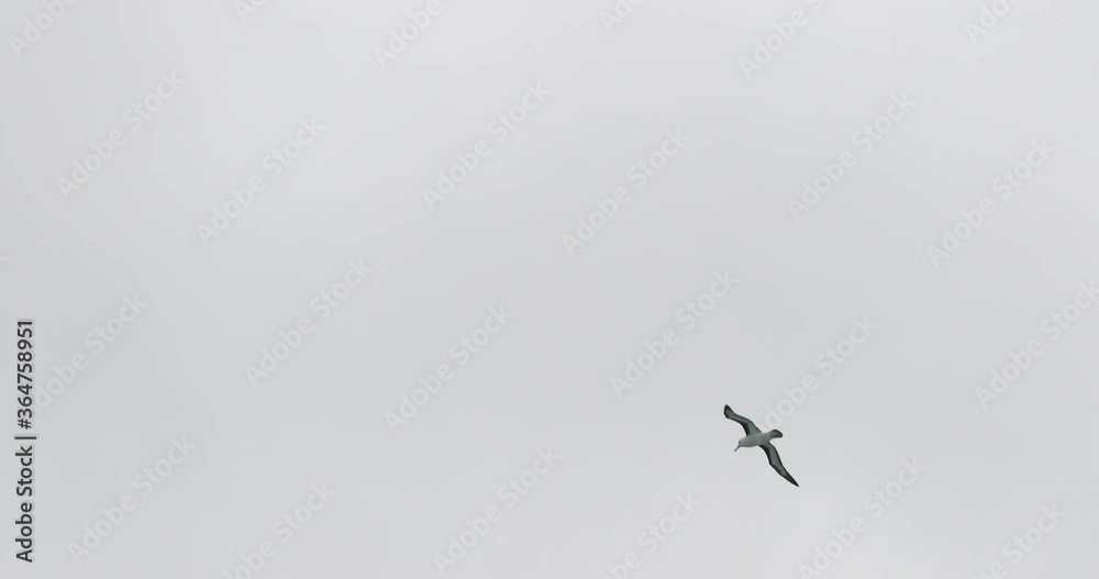 WS LA Albatross flying against cloudy sky in Drake Passage / Antarctica WS LA Albatross flying against cloudy sky in Drake Passage / Antarctica