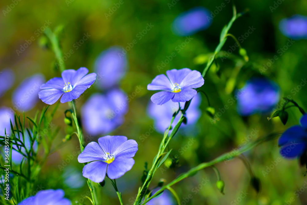Blue flowers of field flax in the summer sun Blue flowers of field flax in the summer sun