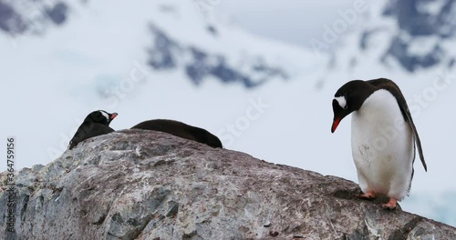 MS Ggentoo penguins (Pygoscelis papua) on rocks at Waterboat Point / Antarctic Peninsula, Antarctica photo