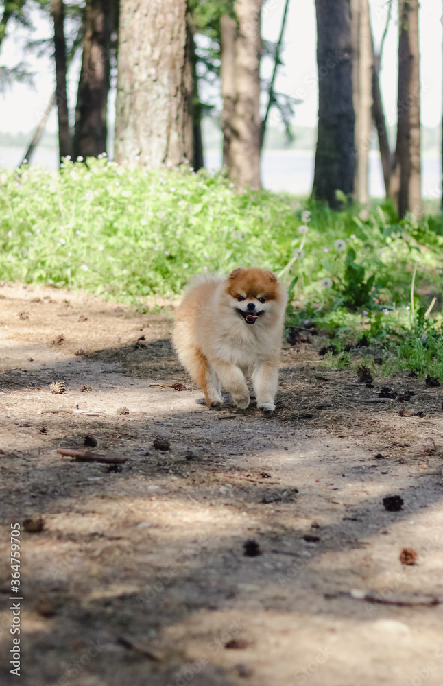 Fototapeta premium Small dog breed Pomeranian Spitz posing and watching straight in the camera running in the green summer forest with his mouth wide open in a smile