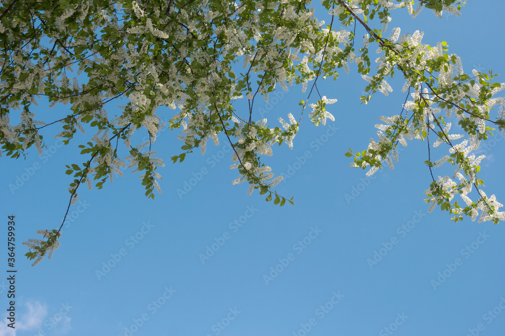 The Birdcherry tree blooms in the garden on a sunny day. Beautiful white flowers against the background of the blue sky in spring. Natural background The Birdcherry tree blooms in the garden on a sunny day. Beautiful white flowers against the background of the blue sky in spring. Natural background