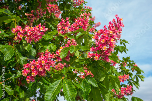 Beautiful Flower of chestnut tree. Pink flower on tree in garden