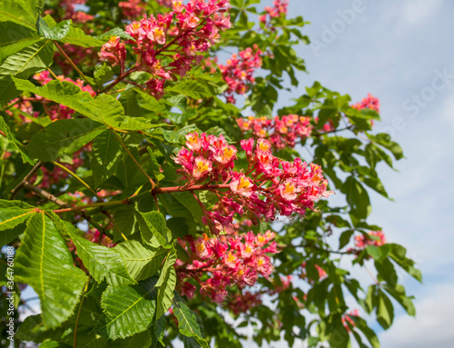 Beautiful Flower of chestnut tree. Pink flower on tree in garden