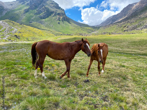 Two horses graze in green meadows. Aerial view of a beautiful mountain summer landscape.