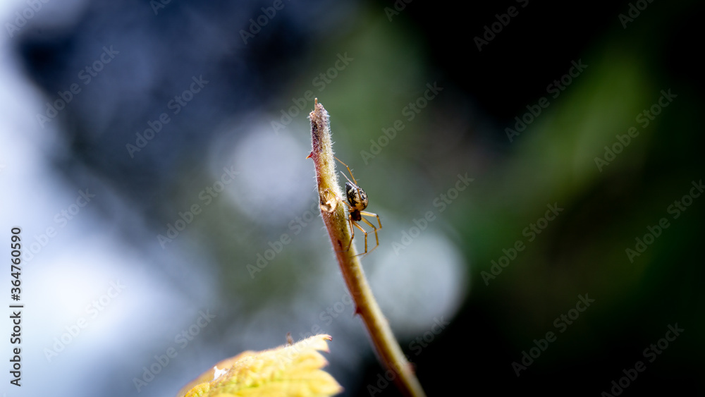 Spider without the web macro photography Spider without the web macro photography