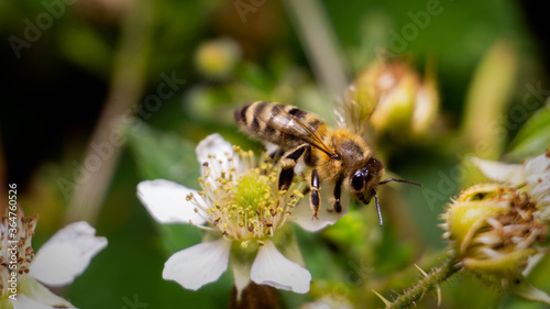 Honey Bee Macro photography