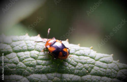 Christ Cross in the Bug macro photography