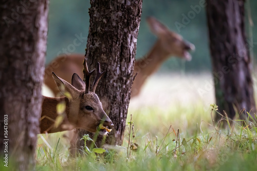 Papier peint A deer and a roebuck eating fallen fruits in a meadow