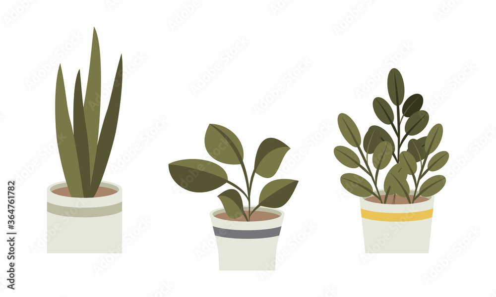 Flat home plants with green leaf on white background. Flower. Set home sweet home Flat home plants with green leaf on white background. Flower. Set home sweet home