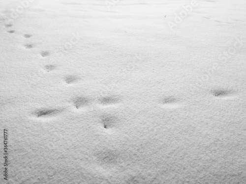 Traces of an animal in the snow, abstract nature.