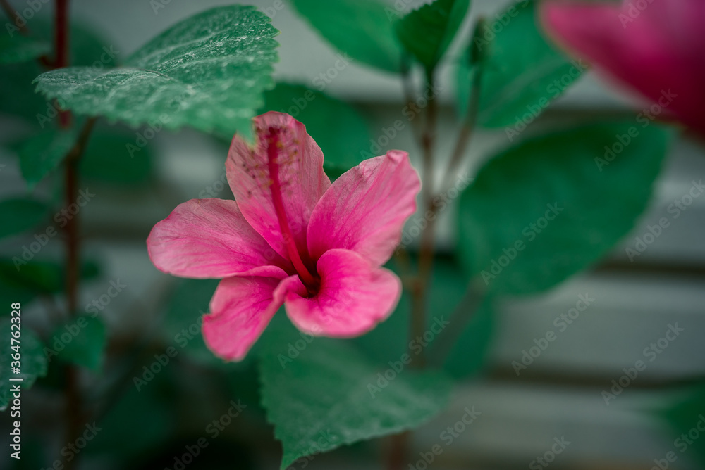 pink hibiscus flower pink hibiscus flower