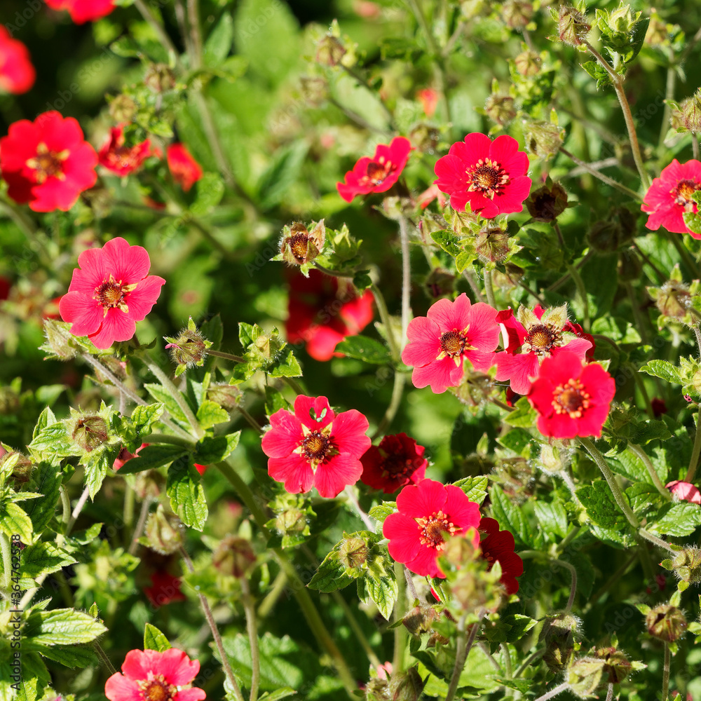 Fingerkraut 'Gibson's Scarlet', Potentilla atrosanguinea mit intensiv leuchtenden, scharlachroten Blüten und tiefgrünen fingerförmigen Laub Fingerkraut 'Gibson's Scarlet', Potentilla atrosanguinea mit intensiv leuchtenden, scharlachroten Blüten und tiefgrünen fingerförmigen Laub