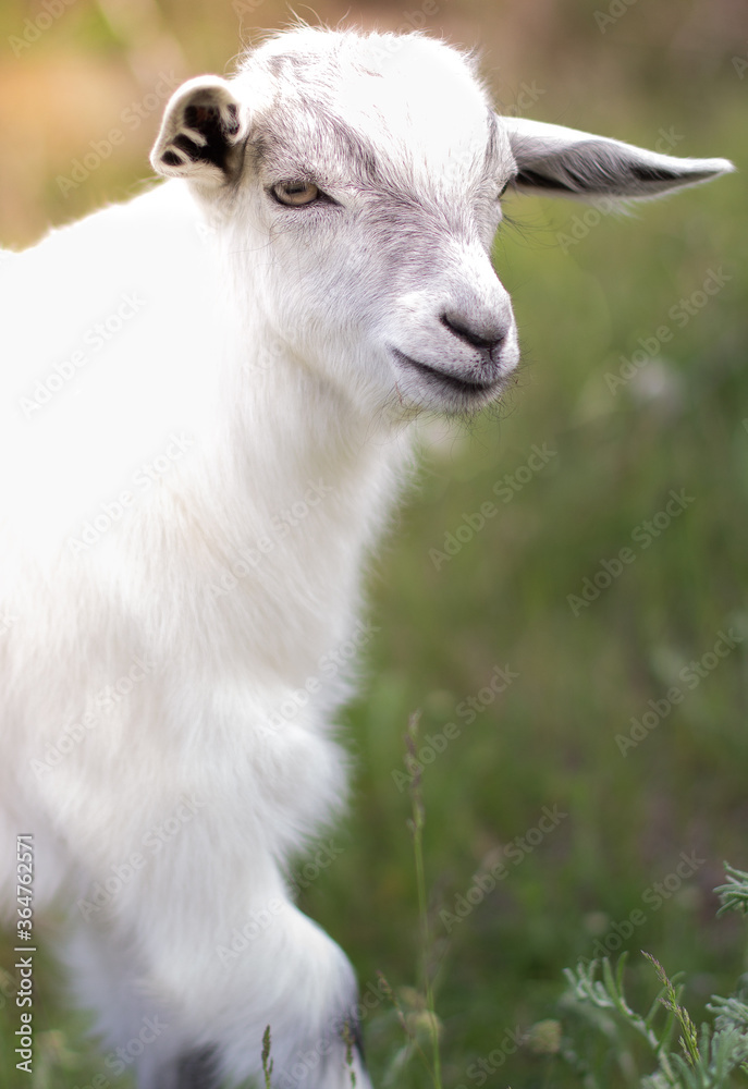 Baby goat grazes on the lawn. Calm and measured rural life. White baby goat on the lawn. Baby goat grazes on the lawn. Calm and measured rural life. White baby goat on the lawn.