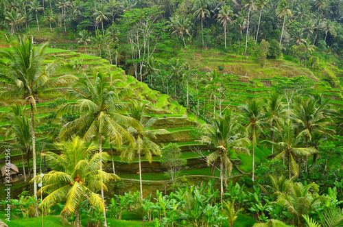 The Tegallalang Rice Terraces in Ubud are famous for their beautiful scenes of rice paddies and their innovative irrigation system
