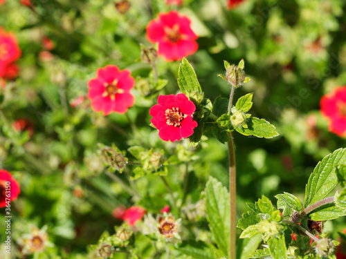 Fingerkraut 'Gibson's Scarlet', Potentilla atrosanguinea mit intensiv leuchtenden, scharlachroten Blüten und tiefgrünen fingerförmigen Laub photo