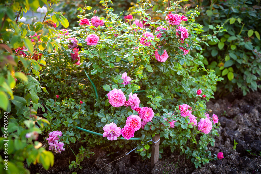 Beautiful Roses on natural background