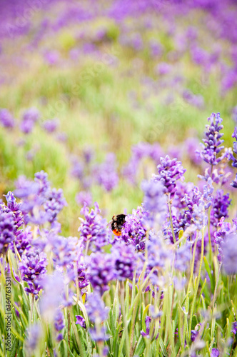 Bumble bee on purple lavender flowers growing in a garden, captured in sharp focus against a blurred background.
