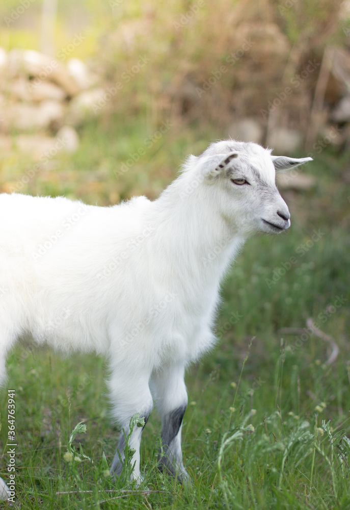 Baby goat grazes on the lawn. Calm and measured rural life. White baby goat on the lawn. Baby goat grazes on the lawn. Calm and measured rural life. White baby goat on the lawn.