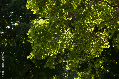 Green tree in the sunshine © Allen Penton