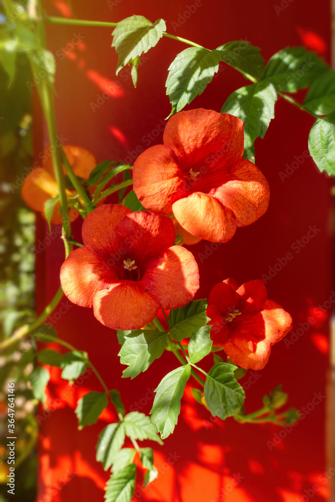 red flowers exterior on red background, soft focus, sunlight effect, Natural Summer Floral background red flowers exterior on red background, soft focus, sunlight effect, Natural Summer Floral background