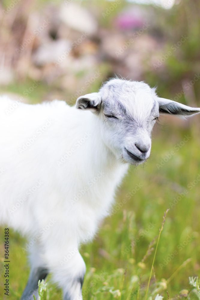 Fototapeta premium Baby goat grazes on the lawn. Calm and measured rural life. White baby goat on the lawn.
