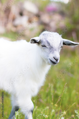 Baby goat grazes on the lawn. Calm and measured rural life. White baby goat on the lawn.