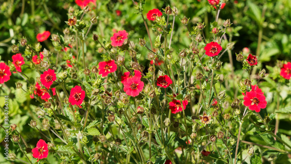 Potentilla atrosanguinea 'Gibson's Scarlet' oder Blutrotes Fingerkraut, schöne Bodendecker mit zierlichen erdbeerartigen gefiederten Blättern und leuchtend roten Blüten Potentilla atrosanguinea 'Gibson's Scarlet' oder Blutrotes Fingerkraut, schöne Bodendecker mit zierlichen erdbeerartigen gefiederten Blättern und leuchtend roten Blüten