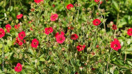 Tableau sur toile Potentilla atrosanguinea 'Gibson's Scarlet' oder Blutrotes Fingerkraut, schöne B