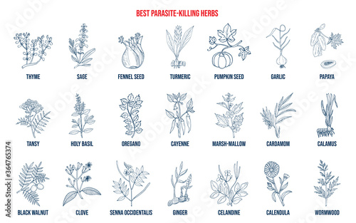 Best parasite killing herbs collection
