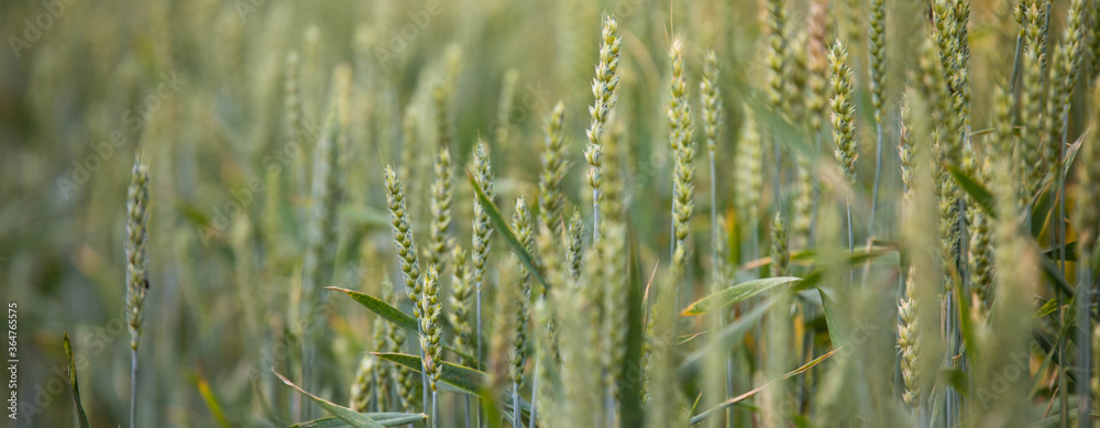 Wheat field on sunset Wheat field on sunset