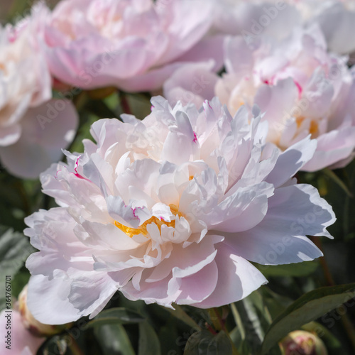White flower peony flowering