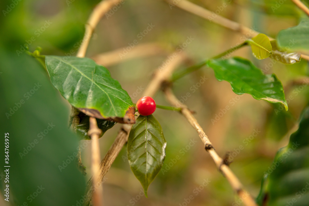 Close-Up Of Fresh Ripe Red Cherry Coffee Growing In Farm Close-Up Of Fresh Ripe Red Cherry Coffee Growing In Farm