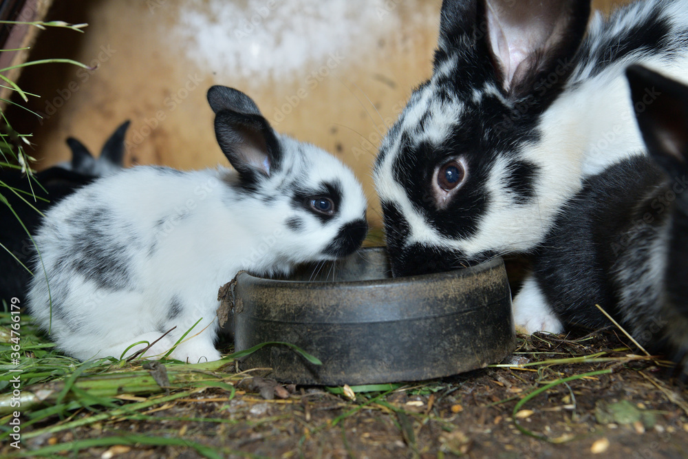 Animal love mother with smalll rabbits in the lair with hay Animal love mother with smalll rabbits in the lair with hay