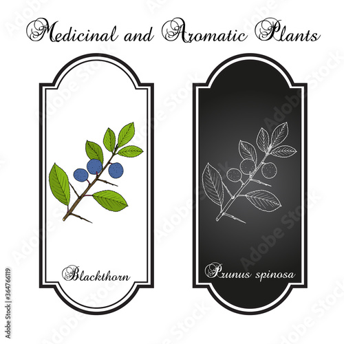 Blackthorn Prunus spinosa , or sloe, edible and medicinal plant
