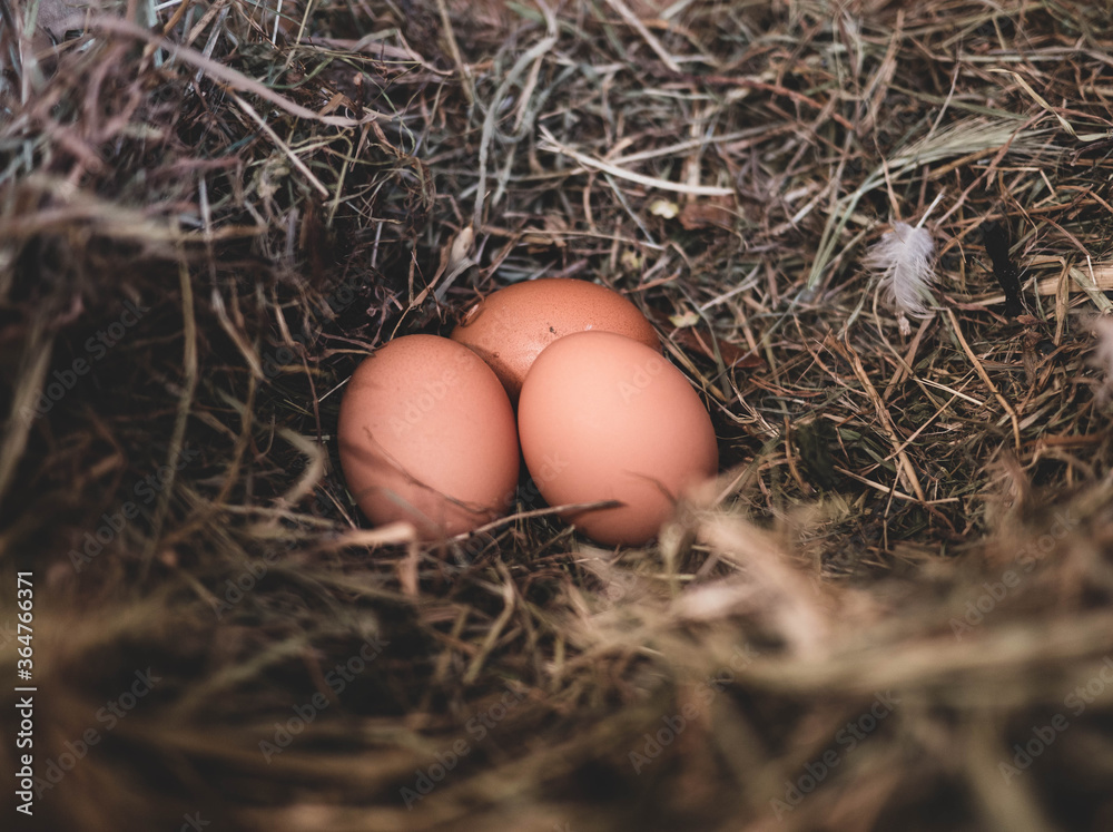 three eggs on straw nesty. Freshness eggs from organic agriculture. Country eggs three eggs on straw nesty. Freshness eggs from organic agriculture. Country eggs
