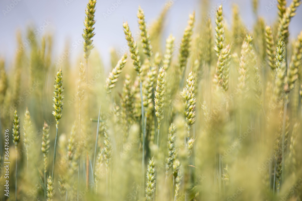 Wheat field on sunset Wheat field on sunset