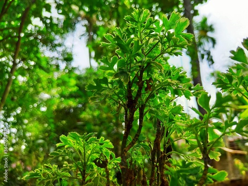 Eco-friendly green plant