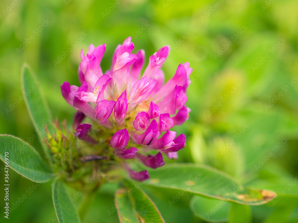 Obraz premium blooming clover in summer