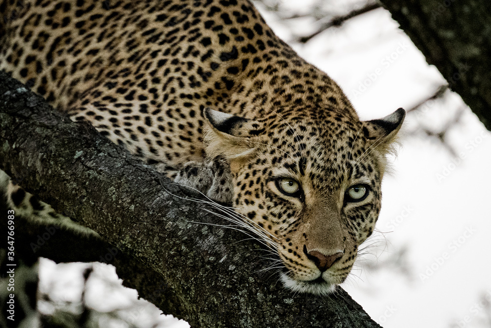 Leopard Leopard