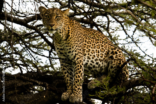 Leopard © CaPlanPhotography