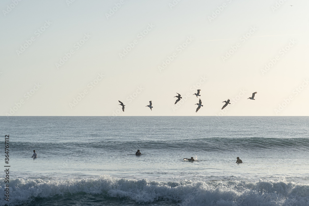 pelicans in flight and surfers pelicans in flight and surfers