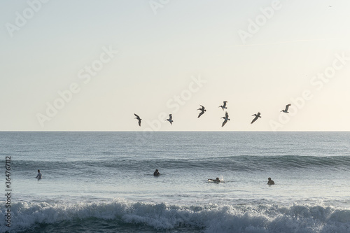 pelicans in flight and surfers